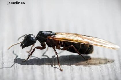 How to Get Rid of Carpenter Ants