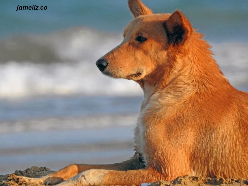 Golden Retriever German Shepherd Mix